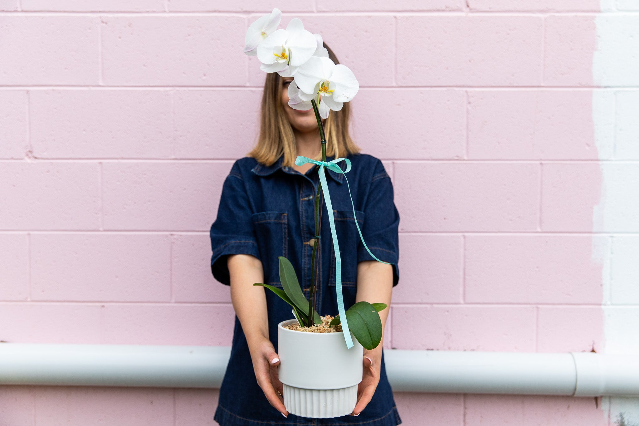 Gift Plants in Geelong from The Pink Carnation