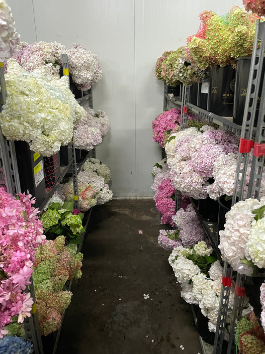 Hydrangeas